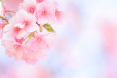 桜の開花は例年より早い予想 各県の満開はいつ？